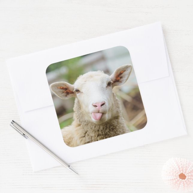 Sticker Carré Mouton montrer langue (Enveloppe)