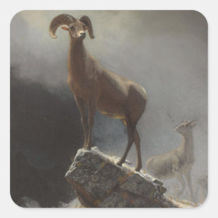 Sticker Carré Moutons de montagne rocheuse ou Big Horn, Ovis,