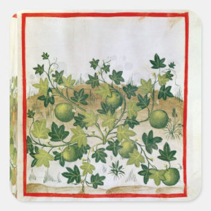Sticker Carré Ms 3054 fol.20 Melons, de 'Tacuinum Sanitatis'