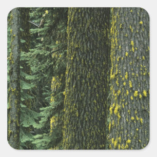 Sticker Carré Mt. Ashland, Forêt nationale Rogue,