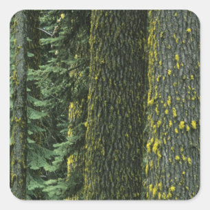 Sticker Carré Mt. Ashland, Forêt nationale Rogue,