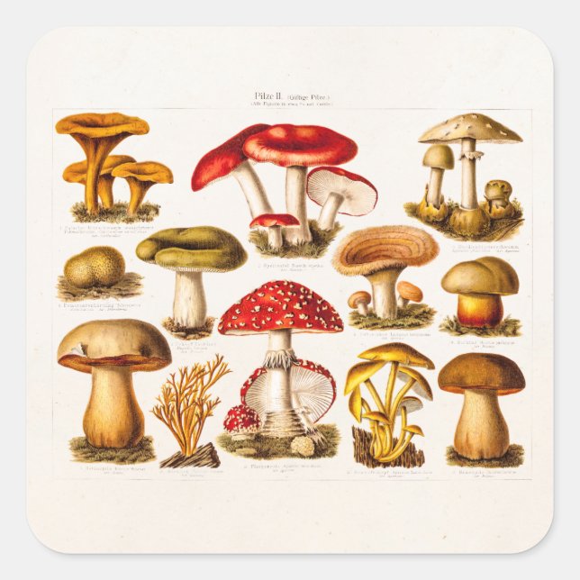 Sticker Carré Mushrooms de la variety rouge (Devant)