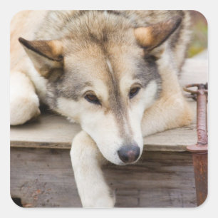 Sticker Carré N.A., USA, Alaska. Chiens Husky