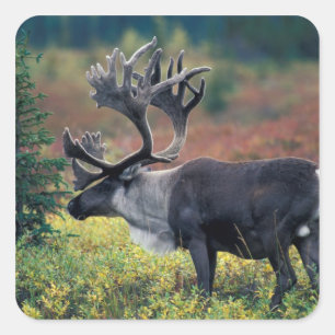 Sticker Carré NA, États-Unis, Alaska, Parc national Denali, Cari
