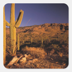 Sticker Carré NA, États-Unis, Arizona, Saguaro National Monument
