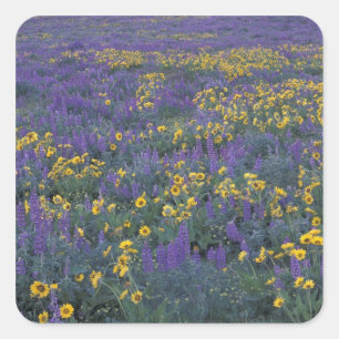 Sticker Carré NA, États-Unis, Washington Dalles, Lupine et