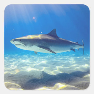 Sticker Carré Nage des requins Eau bleue