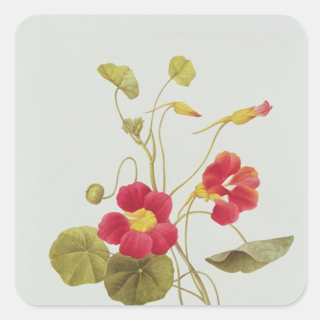 Sticker Carré Nasturtium (Devant)