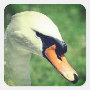 Sticker Carré Nature animale du cygne