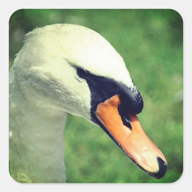 Sticker Carré Nature animale du cygne (Devant)