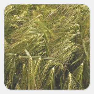 Sticker Carré Nature botanique du grain de seigle