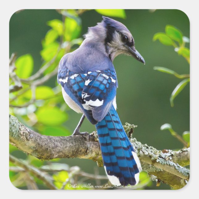 Sticker Carré Nature Photographie Shy Blue Jay Vêtements Cadeaux (Devant)