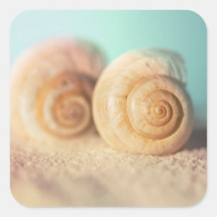 Sticker Carré Nautilus Shells
