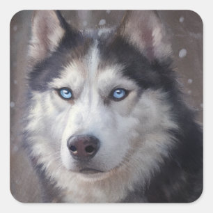 Sticker Carré Neige sibérienne Husky