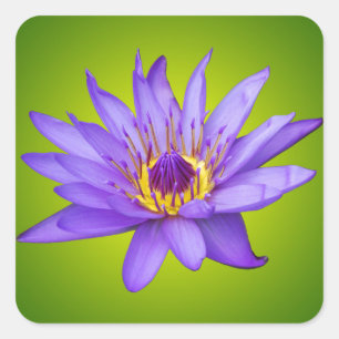 Sticker Carré Nénuphar Fleur Étang Aquatique Fleur d'Eau Violett