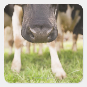 Sticker Carré Nez de vache