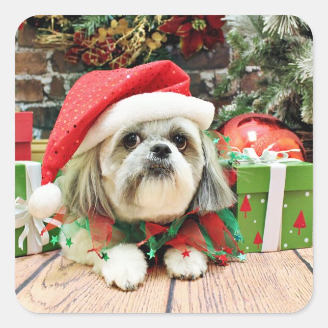 Sticker Carré Noël - Shih Tzu - truc (Devant)