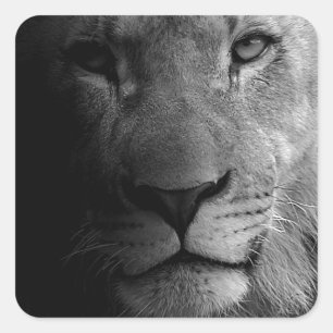 Sticker Carré Noir Blanc Motivation Leadership Lion Portrait