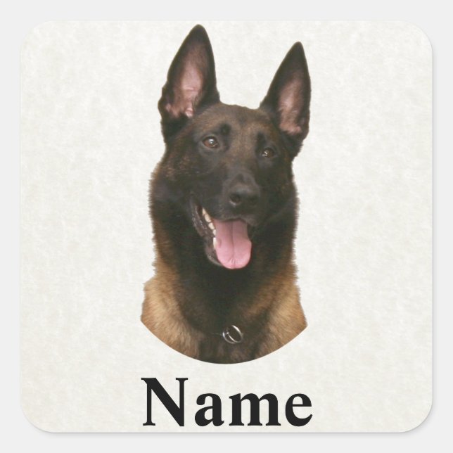 Sticker Carré nom malinois belge (Devant)