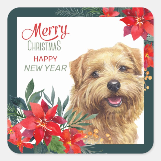 Sticker Carré Norfolk Terrier Poinsettia Frontière Noël (Devant)