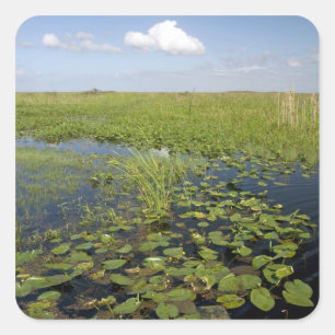 Sticker Carré Nymphéas et scie dans les Everglades de Floride