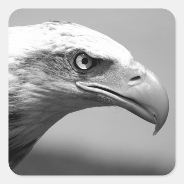 Sticker Carré Oeil d'aigle noir et blanc (Devant)