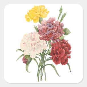 Sticker Carré Œillets anciens Dianthus Fleurs de jardin Redoute