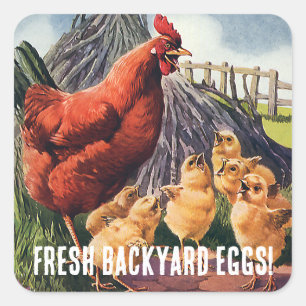 Sticker Carré Œufs frais ! Poule avec poussins à la ferme