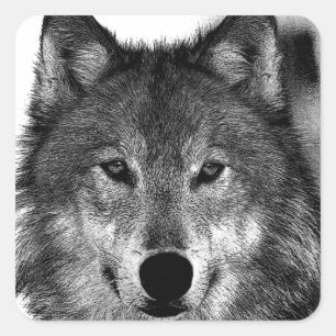 Sticker Carré Oeuvre de Loup noir et blanc