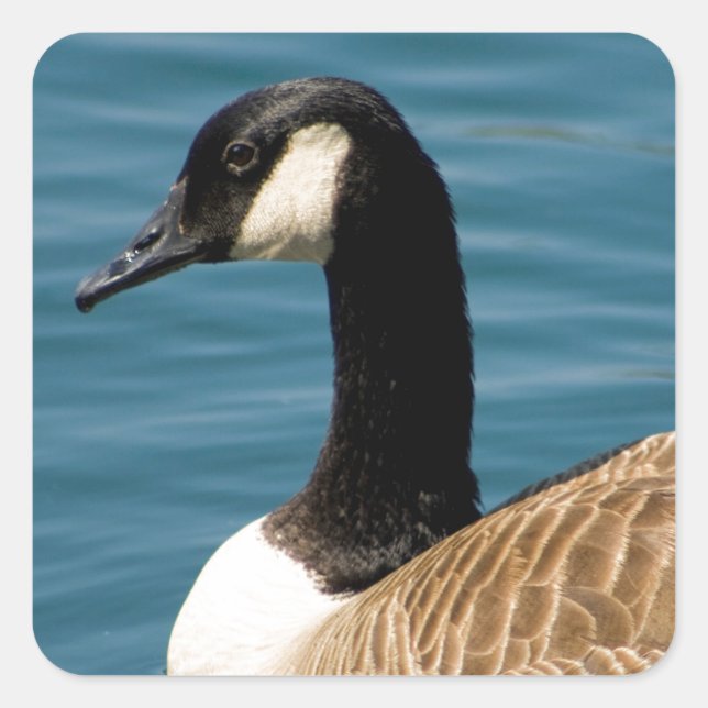 Sticker Carré Oie canadienne - Branta canadensis (Devant)