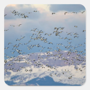 Sticker Carré Oies des neiges pendant la migration printanière