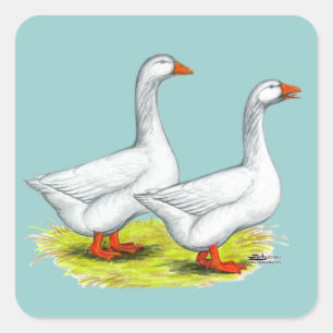 Sticker Carré Oies : Paire Embden