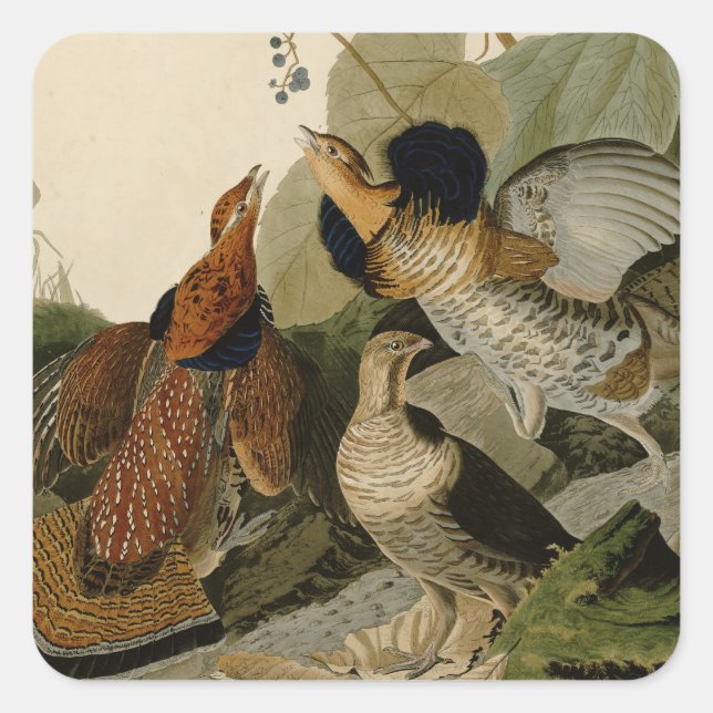 Sticker Carré Oiseau de gibier Audubon (Devant)