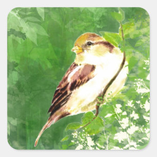 Sticker Carré Oiseau de moineau de chanson d'aquarelle dans