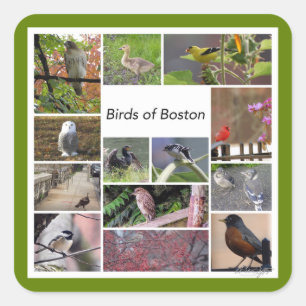 Sticker Carré Oiseaux de Boston Photo Collage