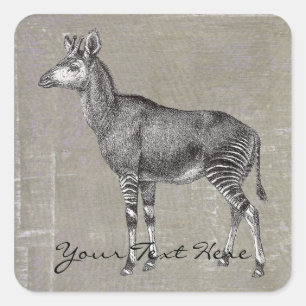 Sticker Carré Okapi vintage