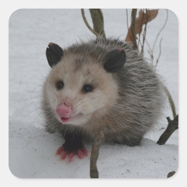 Sticker Carré Opossum (Devant)