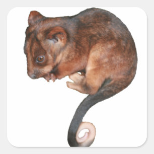 Sticker Carré Opossum mignon de Ringtail de bébé