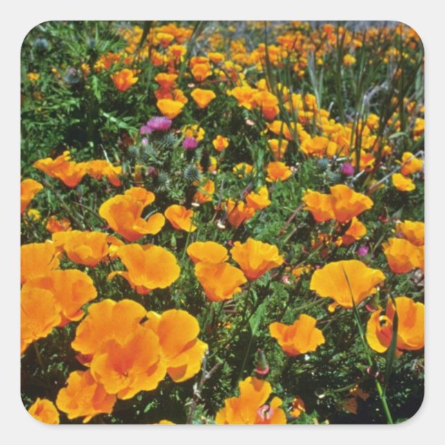 Sticker Carré Orange California Poppies fleurs (Devant)