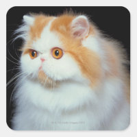 Orange Eyed et mignon chat