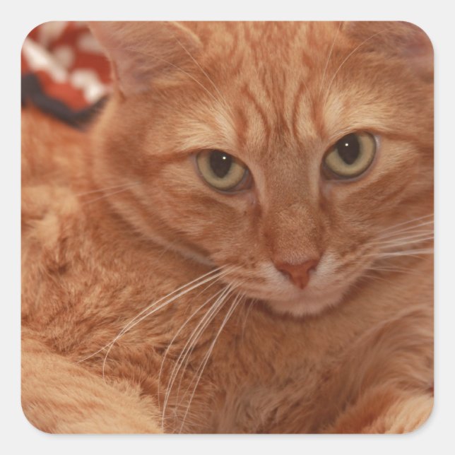 Sticker Carré Orange Tabby (Devant)