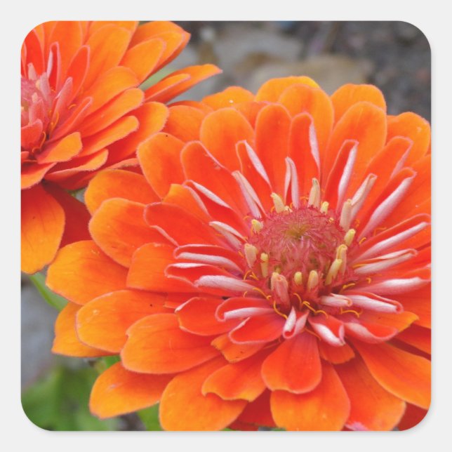 Sticker Carré Orange Zinnia (Devant)