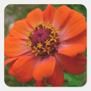 Sticker Carré Orange Zinnia Fleur sauvage Nature Florale