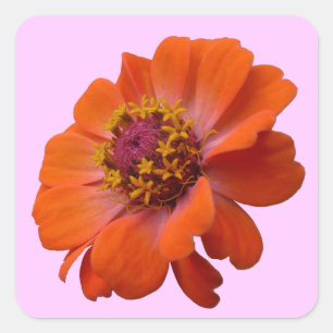 Sticker Carré Orange Zinnia Fleur sauvage Nature Florale