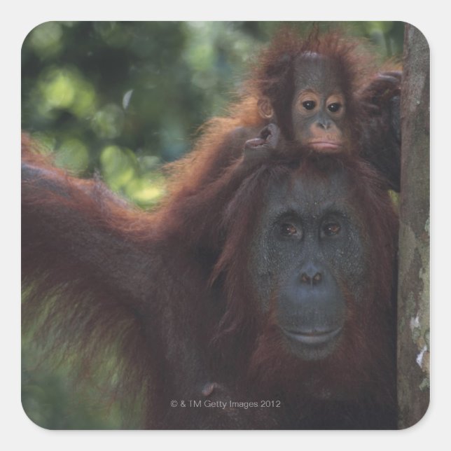 Sticker Carré Orangutan (Devant)