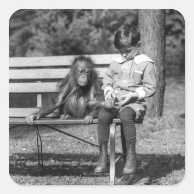 Sticker Carré Orangutan et garçon - Zoo national (Devant)