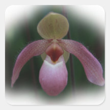 Orchidée à glisse de la dame