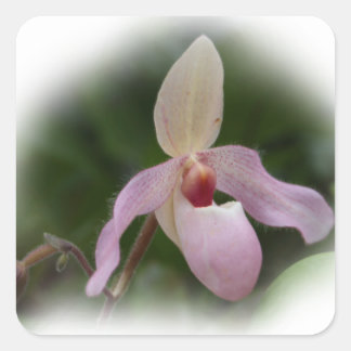 Sticker Carré Orchidée à napperons de la Dame rose