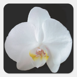 Sticker Carré Orchidée blanche contre arrière - plan noir