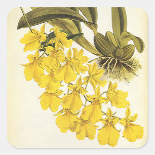 Sticker Carré Orchidée vintage Jaune Oncide, Fleurs Tropicales